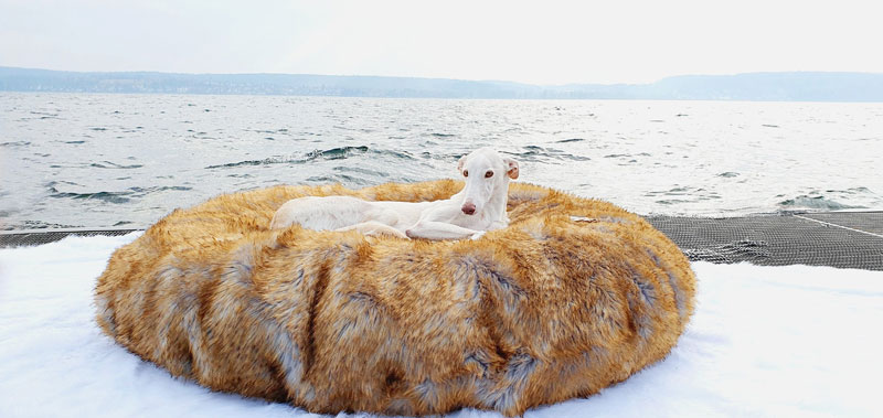 hund-mit-naehmaschine