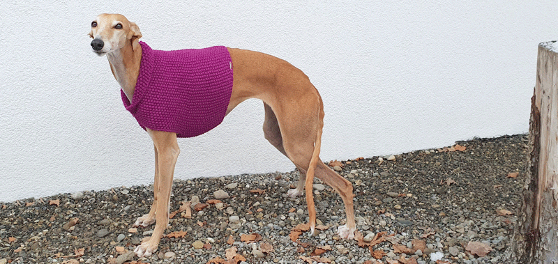 Canisenti Windhundshirt