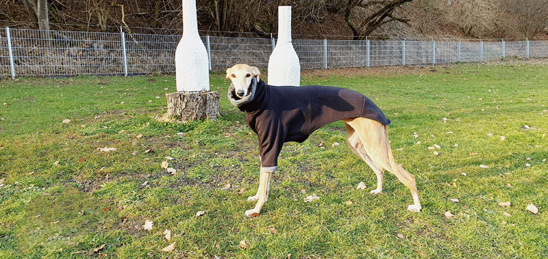 Canisenti Windhundtop