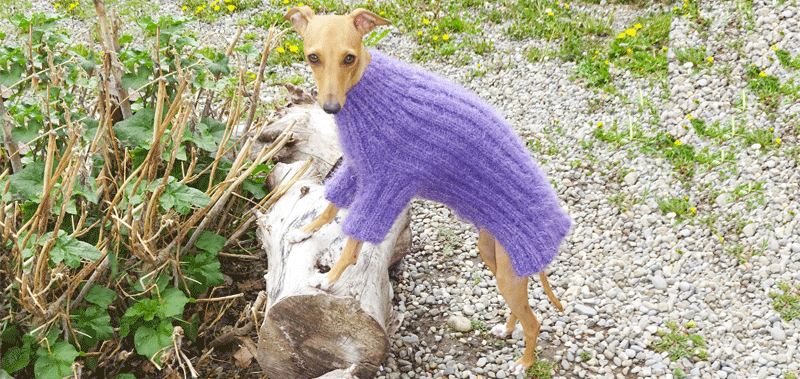 Canisenti Hundejumper