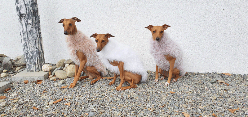 Canisenti Hundesweater