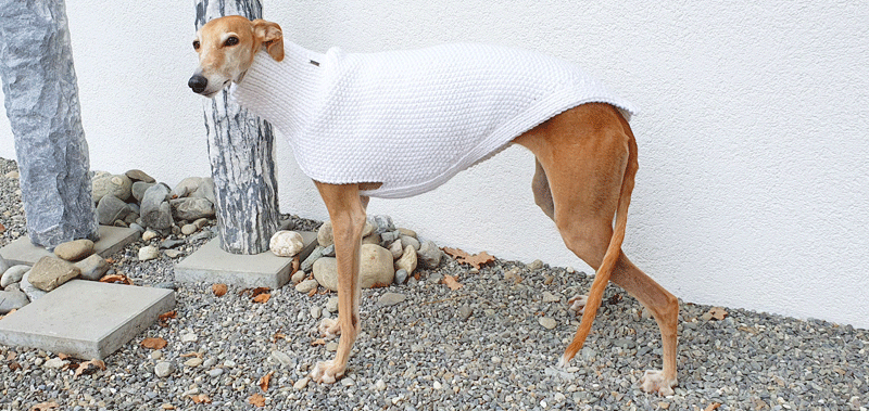 Canisenti Windhundtop