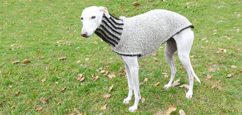 Canisenti Windhundtop