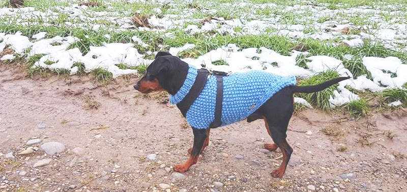 Canisenti Winhundshirt