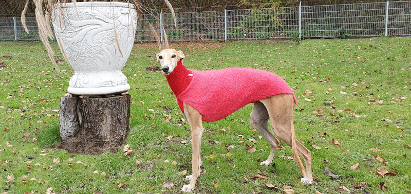 Canisenti Winhundshirt