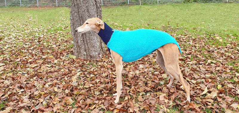 Canisenti Windhundtop