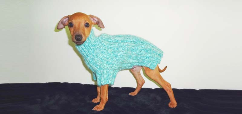 Canisenti Hundejumper