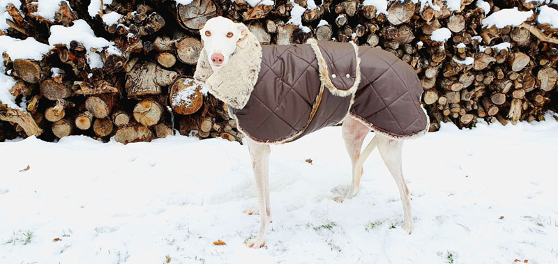 Canisenti Hundejumper