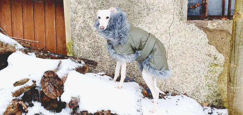 Canisenti Hundejumper