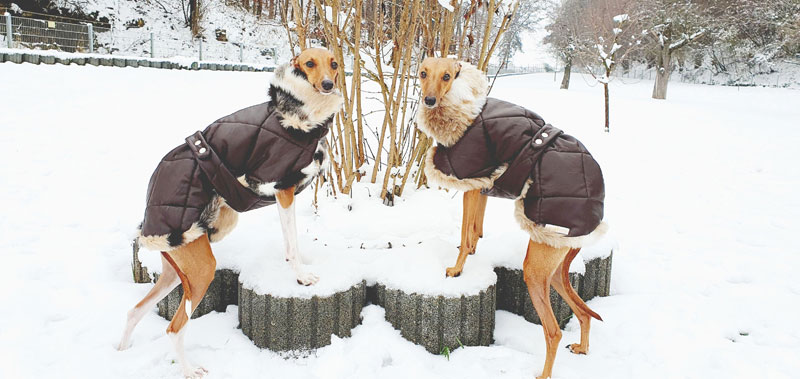 Canisenti Hundesweater