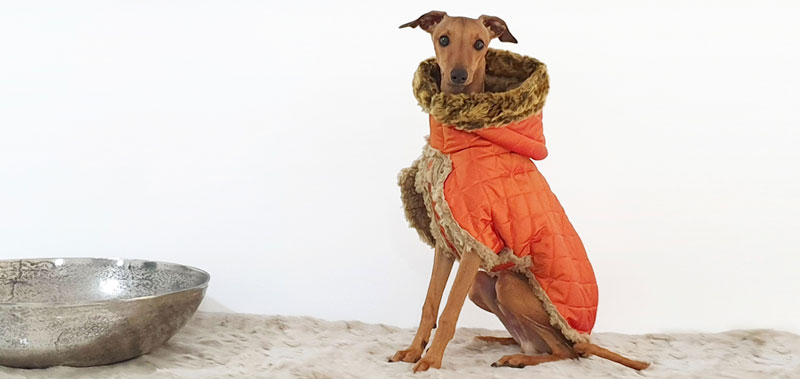 Canisenti Hundesweatshirt