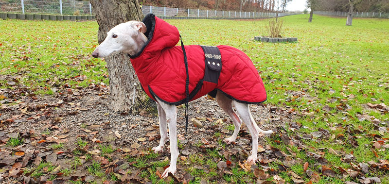 Canisenti Hundejumper