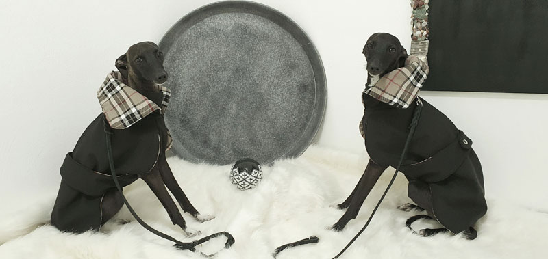 Canisenti Hundesweatshirt