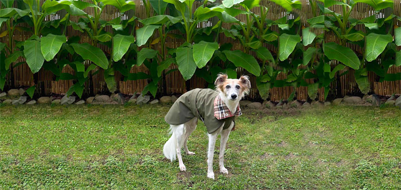 Canisenti Winhundshirt