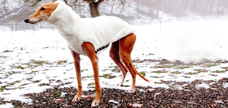 Canisenti Winhundshirt