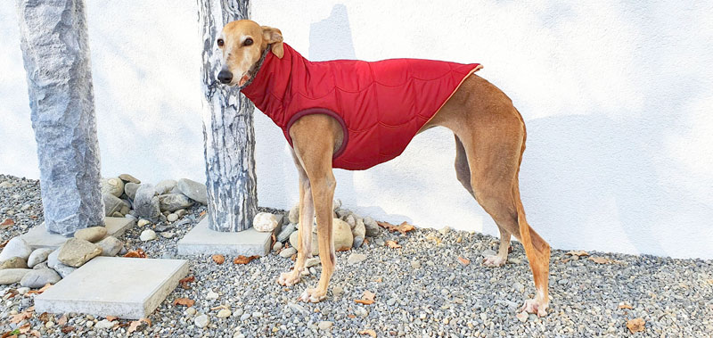 Canisenti Hundejumper