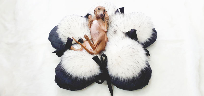 Canisenti Hundekissen