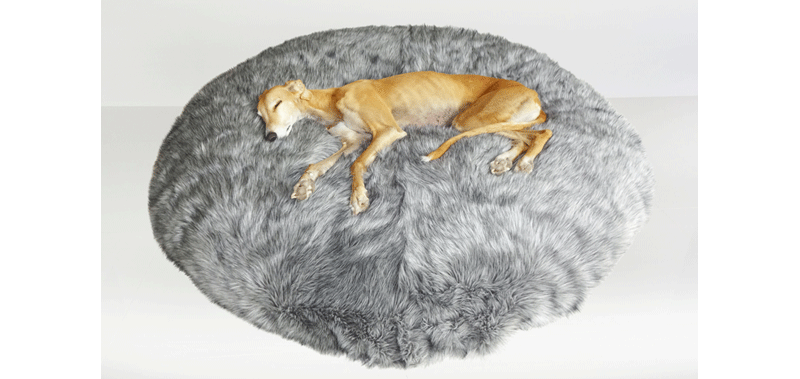 Canisenti Hundekissen