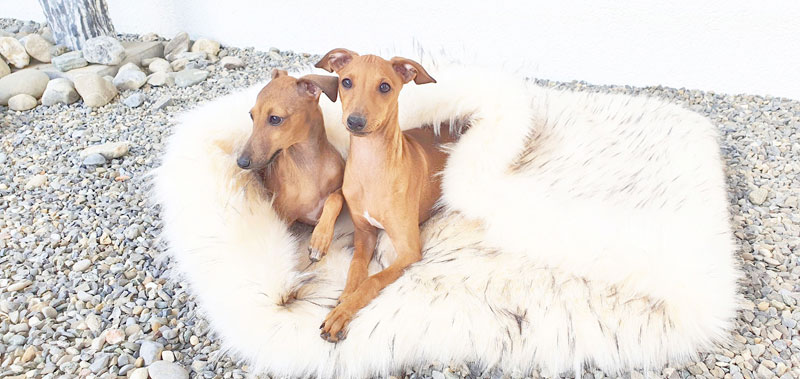 Canisenti Hundeschlafsack Kuschelsack