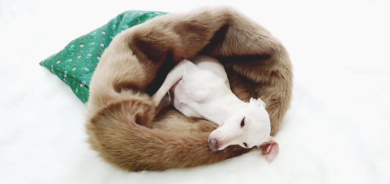 Canisenti Hundeschlafsack Kuschelsack