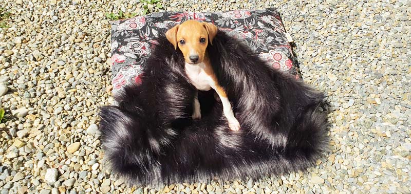 Canisenti Hundeschlafsack Kuschelsack