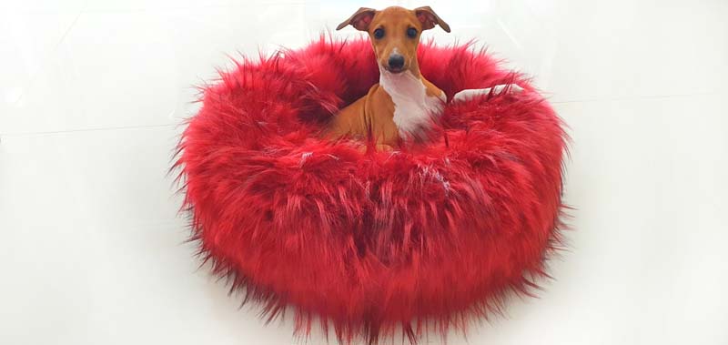 Canisenti Hunde-Kringel