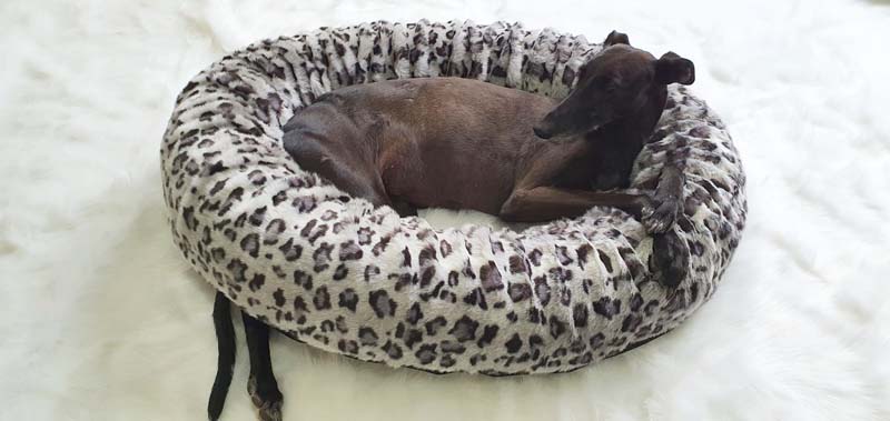 Canisenti Hunde-Kringel