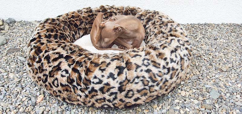 Canisenti Hunde-Kringel