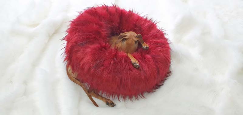 Canisenti Hunde-Kringel