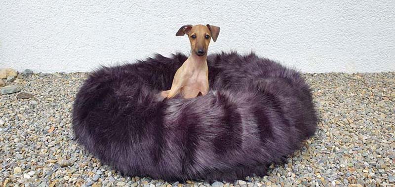 Canisenti Hunde-Kringel