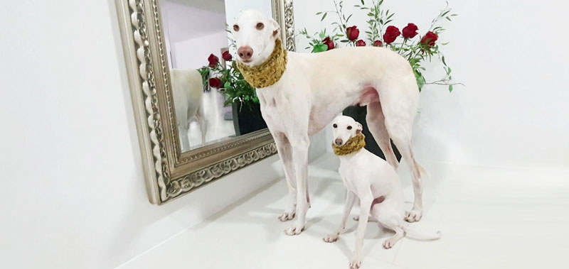 Canisenti Hunde-Halsband