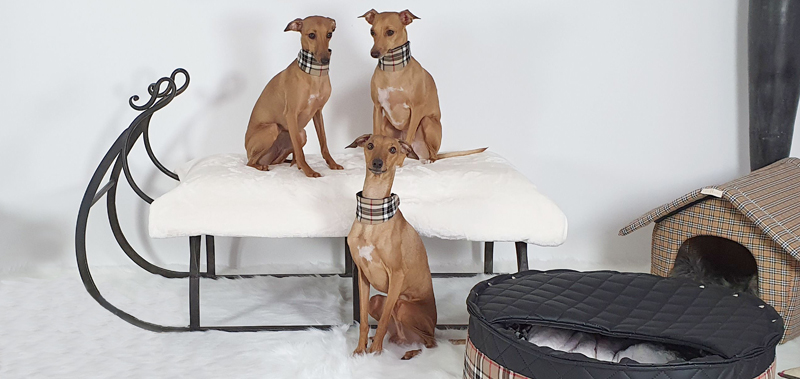 Canisenti Hunde-Halsband