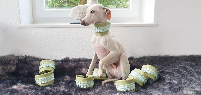 Canisenti Hunde-Halsband