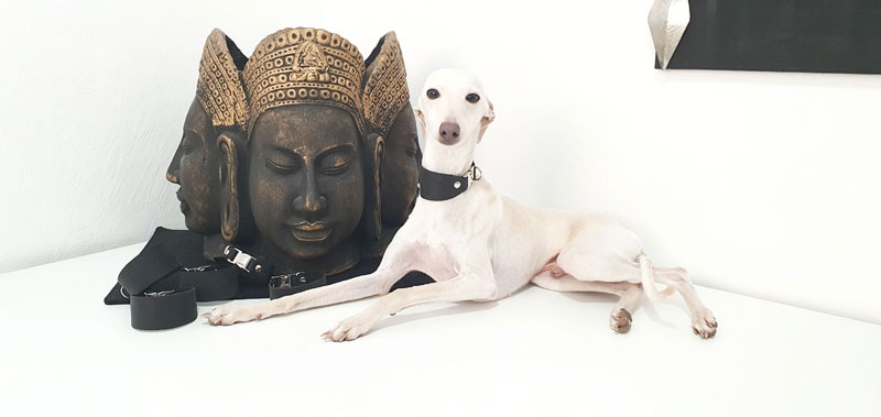 Canisenti Hunde-Halsband