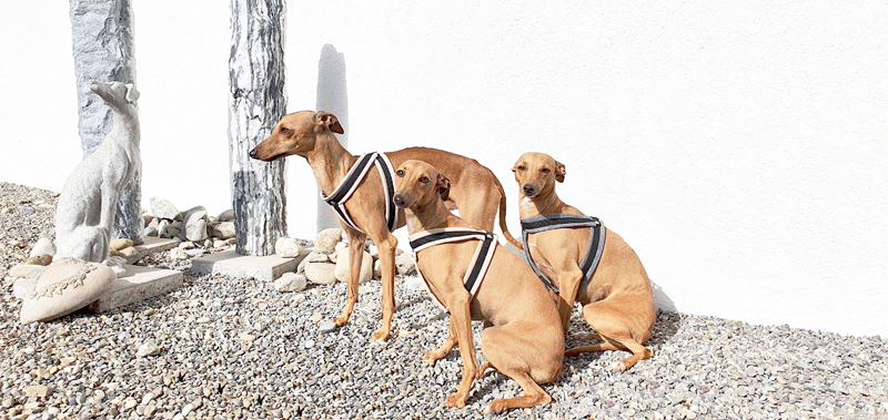 Canisenti Windhungeschirr