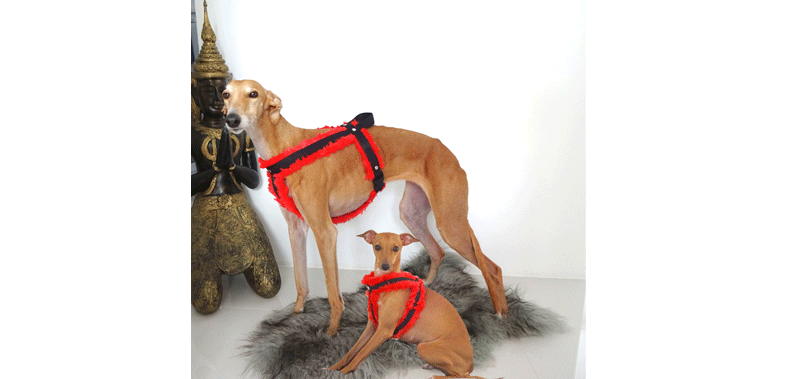 Canisenti Windhungeschirr