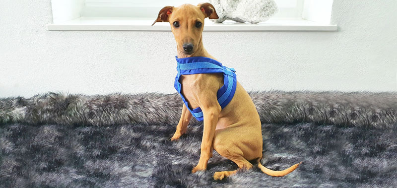 Canisenti Windhungeschirr