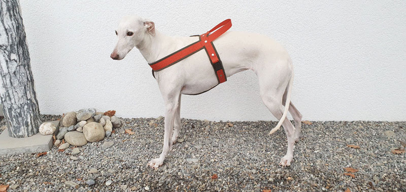 Canisenti Windhungeschirr