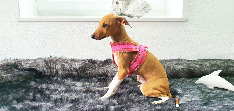 Canisenti Windhungeschirr