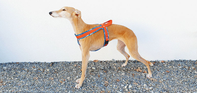 Canisenti Windhungeschirr