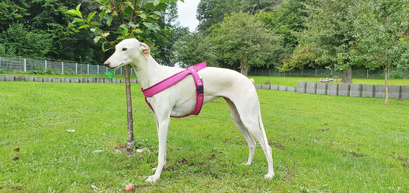 Canisenti Windhungeschirr